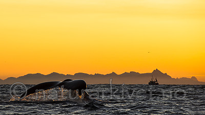 BB 14 0308 / Megaptera novaeangliae / Knølhval